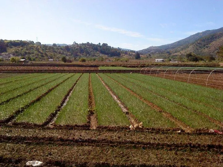 Surkil anks/surcos de ajo